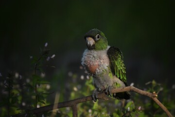 Blue Crown Conure. Parrot. Beautiful Parrot