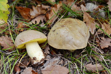 Iodine bolete (Hemileccinum impolitum, Boletus impolitus). Eatable mushroom in the wild in a forest.
