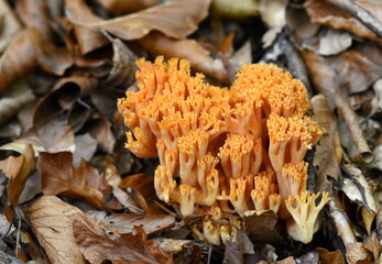 Edible mushroom Ramaria flava growing in the coniferous forest. Yellow coral mushroom.
