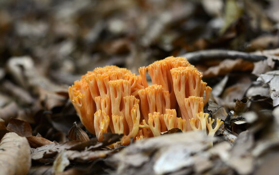 Edible mushroom Ramaria flava growing in the coniferous forest. Yellow coral mushroom.