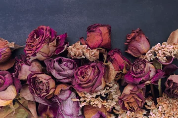 Poster Still-life, flowers and roses dried in red, orange, violet and  pink colors on a dark and gray color background. © Jackie Garcia