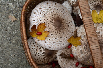 Parasol Mushroom in the basket (Macrolepiota procera). Macrolepiota procera, Parasol mushroom, wild...