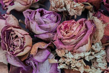 Still-life, flower petals and roses dried in red, orange, violet and  pink colors on a dark and gray background.