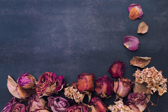 Still-life, Flowers And Roses Dried In Red, Orange, Violet And  Pink Colors On A Dark And Gray Color Background.