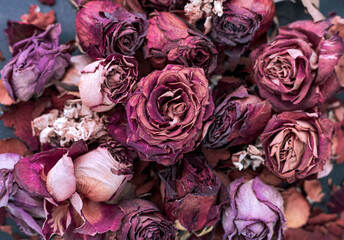 Still-life, flowers and roses dried in red, orange, violet and  pink colors on a dark and gray color background. - Powered by Adobe