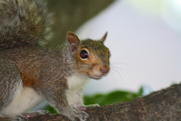 Obraz premium Peering Squirrel