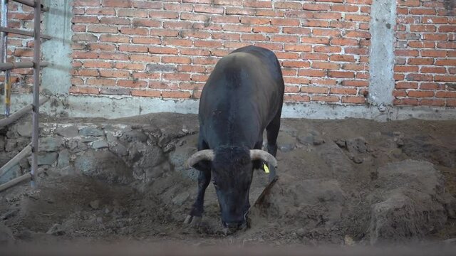 Brave bull scratching the ground while licking