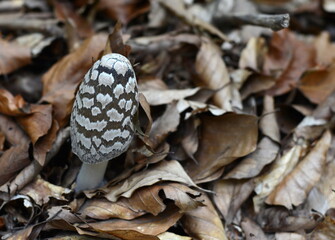 Coprinopsis picacea also known as Magpie fungus poisonous mushrooms in autumn forest.Coprinus picaceus. 