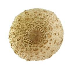 The Parasol Mushroom (Macrolepiota procera) ISOLATED ON WHITE BACKGROUND. Macrolepiota procera, Parasol mushroom, wild edible mushroom 