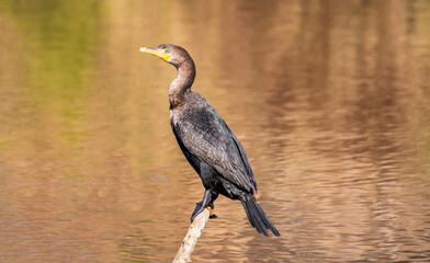 Comorant Perched on a Tree