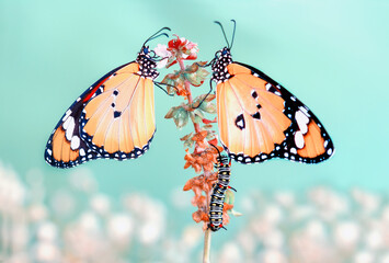 Fototapeta premium Macro shots, Beautiful nature scene. Closeup beautiful butterfly sitting on the flower in a summer garden.