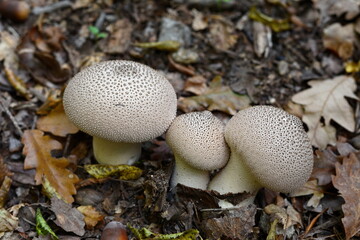 Mushrooms common puffball (Lycoperdon perlatum). Lycoperdon perlatum, known as the common puffball or warted puffball, wild mushroom.