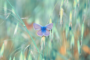 Macro shots, Beautiful nature scene. Closeup beautiful butterfly sitting on the flower in a summer garden.