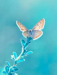 Macro shots, Beautiful nature scene. Closeup beautiful butterfly sitting on the flower in a summer garden.