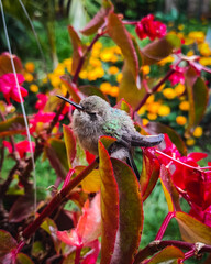 Colibrí © LuisMario