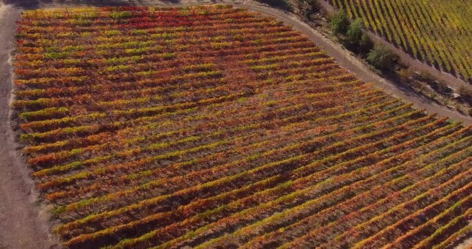 vi&ntilde;edo oto&ntilde;o, uvas, racimos de uvas.