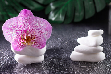 Naklejka na ściany i meble Beautiful lilac orchid flower and stack of white stones with monstera leaves on black background