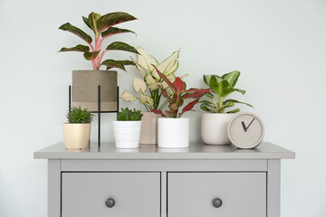 Different houseplants on chest of drawers near light grey wall