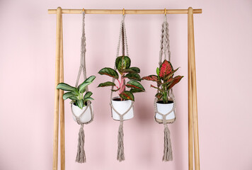 Beautiful houseplants hanging on wooden rack against pink background