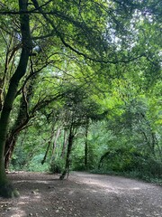 Obraz premium path in the forest glade in the wild park