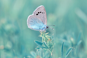 Macro shots, Beautiful nature scene. Closeup beautiful butterfly sitting on the flower in a summer garden.