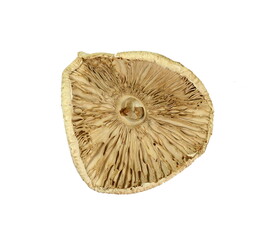 Dried mushroom isolated. Dried Parasol Mushroom (Macrolepiota procera) isolated on white background. Macrolepiota procera, Parasol mushroom, wild edible mushroom. 