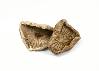 Dried mushroom isolated. Dried Parasol Mushroom (Macrolepiota procera) isolated on white background. Macrolepiota procera, Parasol mushroom, wild edible mushroom. 