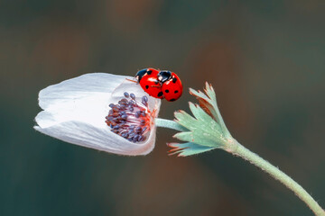 Beautiful ladybug on leaf defocused background