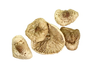 Fototapeta premium Dried mushroom isolated. Dried Parasol Mushroom (Macrolepiota procera) isolated on white background. Macrolepiota procera, Parasol mushroom, wild edible mushroom. 