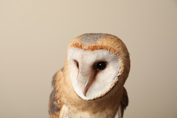Beautiful common barn owl on beige background, closeup