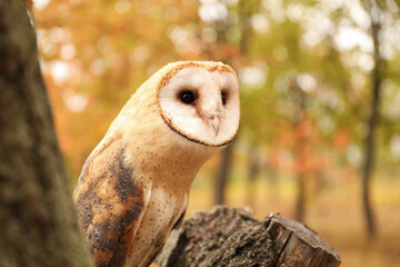 Beautiful common barn owl on tree outdoors