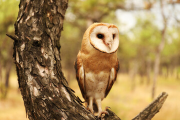 Beautiful common barn owl on tree outdoors