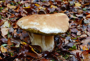 Naturel food. Boletus mushroom in autumn forest. 