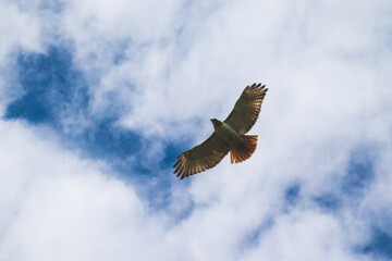 Hawk soaring in blue sky