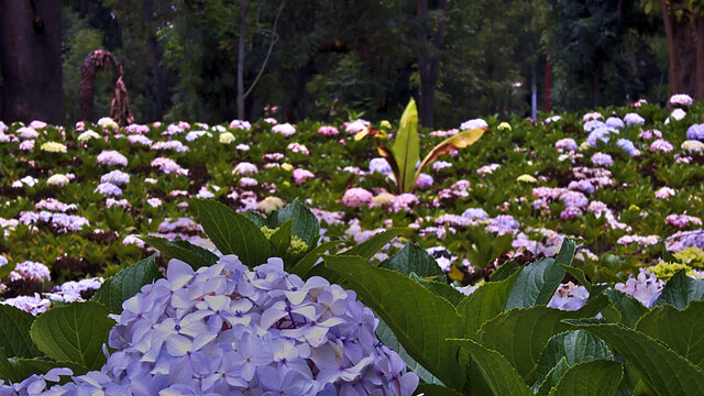 hortencias field, the photograph shows a hortencia flower in the foreground with the field of flowers and trees in the background.
