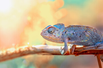Macro shots, Beautiful nature scene green chameleon  © blackdiamond67