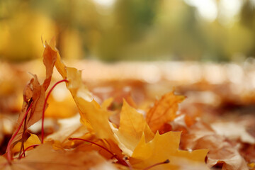Yellow leaves on ground in park on autumn day, closeup