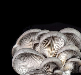 oyster mushroom isolated on black background 