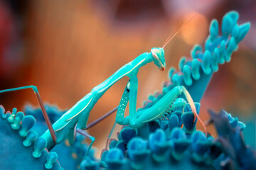 Close up of pair of Beautiful European mantis ( Mantis religiosa ) - obrazy, fototapety, plakaty