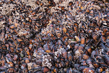 Rocks at Arch Cape covered in barnacles, mussels, anemones and other marine life, exposed at low tide. Closer view
