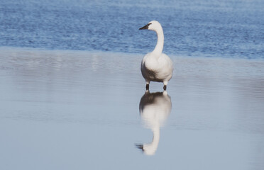 Tundra Swans at Pungo Lake