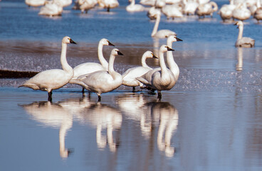 Fototapeta premium Tundra Swans at Pungo Lake