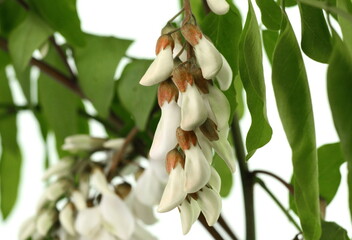 Obraz premium White acacia (Robinia pseudoacacia) isolated on a white background. Medical herbs series.