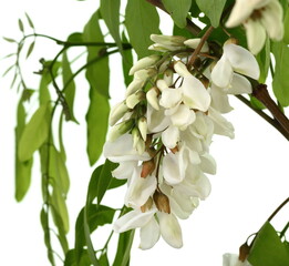 White acacia (Robinia pseudoacacia) isolated on a white background. Medical herbs series.