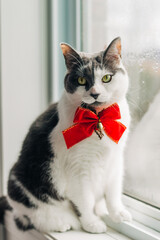 cat with a bow
