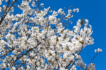 青空を背景に満開の山桜	