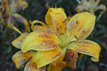 yellow  flower