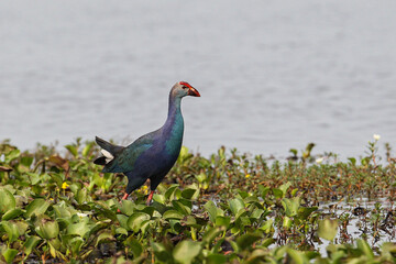 Grey-headed swamphen (Porphyrio porphyrio poliocephalus, Porphyrio poliocephalus), adult in swamp, Thailand