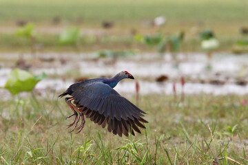 Grey-headed swamphen (Porphyrio porphyrio poliocephalus, Porphyrio poliocephalus), adult flying in swamp, Thailand