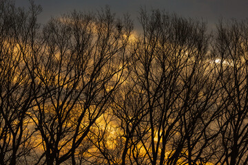 Obraz premium 夕焼けと林のシルエット